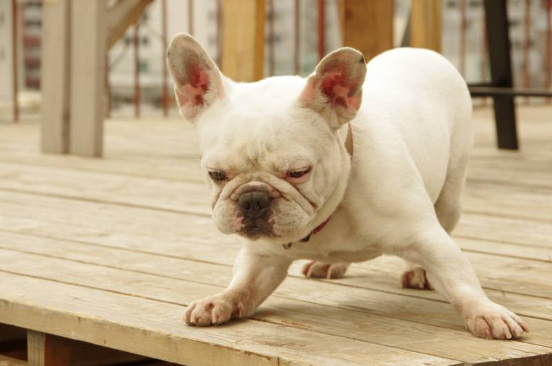 フレンチブルの子犬
